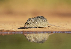 Grassland Prints: Hispid Cotton Rat (Sigmodon hispidus), adult at waters edge, South Texas, USA