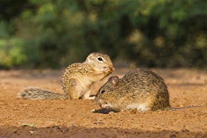 Images Dated 26th August 2010: Hispid Cotton Rat (Sigmodon hispidus) drinking at south Texas pond with Mexican Ground