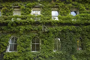 Images Dated 21st March 2015: Historic Northern Club building covered in Virginia Creeper, Auckland, North Island