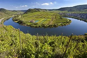 Mosel River Prints: The historic village of Bremm is on a horseshoe bend in the river the Mosel Bend