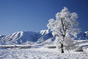 Frosted Prints: Hoar Frost on Farmland near Wedderburn, and Ida Range, Maniototo, South Island, New