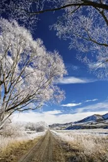 Images Dated 28th June 2006: Hoar Frost and Otago Central Rail Trail near Oturehua, Central Otago, South Island