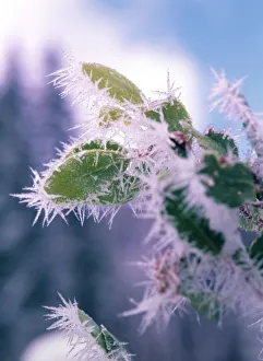 Images Dated 13th May 2011: Hoar Frost on roadside shrubs, Central Oregon