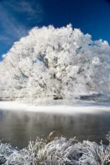 Images Dated 28th June 2006: Hoar Frost on Willow Tree, near Omakau, Central Otago, South Island, New Zealand