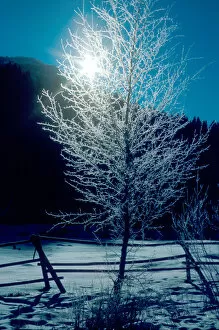 Hoarfrost backlighted on tree in rural Idaho. frost, cold, frozen, freeze