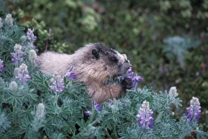 Marmot Prints: Hoary marmot feeding on silky lupine, Exit Glacier, Kenai Fjords National Park, Alaska