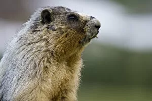 Images Dated 15th July 2007: Hoary Marmot in Glacier National Park in Montana