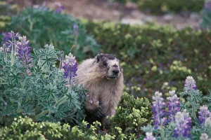 Marmot Prints: hoary marmot, Marmota
