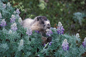 Marmot Prints: hoary marmot, Marmota caligata, feeding on silky lupine, Lupinus sericeus, Exit Glacier