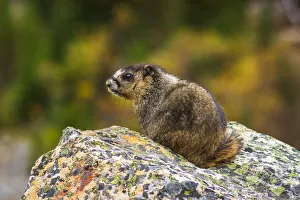 Canada Collection: Hoary Marmot (Marmota caligata). Jasper National Park, Alberta, Canada