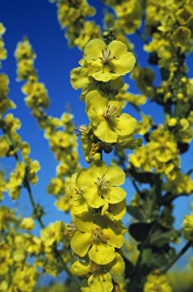 Camargue Prints: Hoary Mullein, Verbascum pulverulentum, blossom, Camargue, France