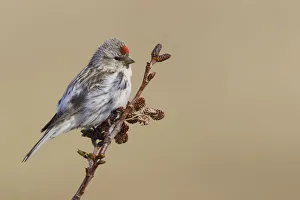 Sub Arctic Prints: Hoary Redpoll