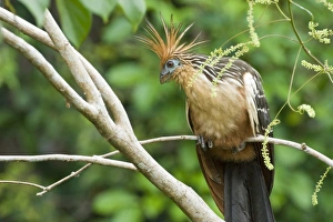 Hoatzin (Opisthocomus hoazin), also known as the Hoactzin, Stinkbird, or Canje Pheasant
