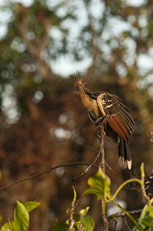 Rupununi Prints: Hoatzin (Opisthocomus hoazin) Savannah, Rupununi GUYANA South America