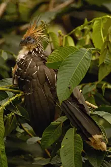 Hoatzin (Opisthocomus hoazin) Yasuni National Park. Amazon Rain Forest. ECUADOR