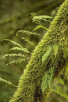 Moss Gallery: Hobart, Washington State, USA. Moss-covered tree with licorice ferns growing out of it