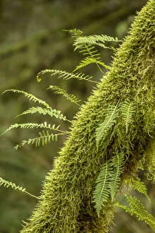 Hobart Prints: Hobart, Washington State, USA. Moss-covered tree with licorice ferns growing out of it