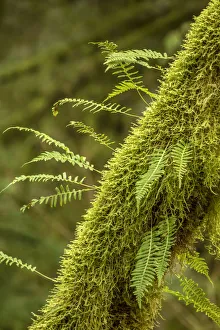 Shade Prints: Hobart, Washington State, USA. Moss-covered tree with licorice ferns growing out of it