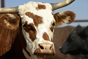 Hobbs, New Mexico, United States. Cow in holding pen