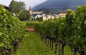 Liechtenstein Prints: Hofkellerei Winery with grapes in small remote country of Leichtenstein