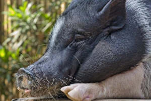 Hog, Philippines