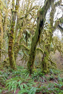 Mossy Prints: Hoh Rain Forest, Olympic National Park