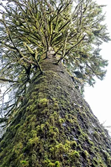 Mossy Prints: Hoh Rain Forest, Olympic National Park