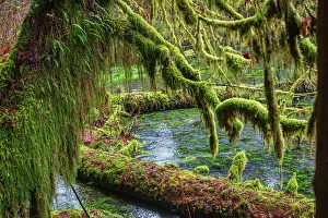 Old Growth Prints: Hoh Rainforest, Olympic National Park
