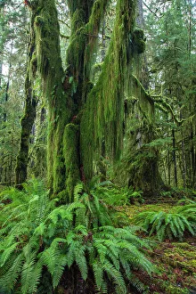 Old Growth Prints: Hoh Rainforest, Olympic National Park
