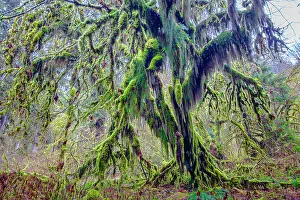 Old Growth Prints: Hoh Rainforest, Olympic National Park