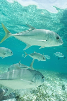 Images Dated 4th May 2004: Hol Chan Marine Park, Ambergris Caye, Belize