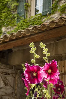 Michele Niles Prints: Hollyhocks flowers blooming in Provence region of Southern France