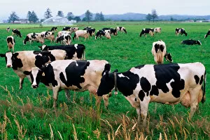 Holstein Dairy cows grazing in a field