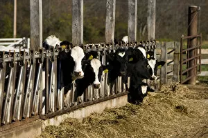 Images Dated 14th October 2006: Holsteins at Boggy Meadow Farm in Walpole, New Hampshire