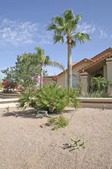 Images Dated 30th April 2008: Home drought tolerant landscaping Phoenix, Arizona
