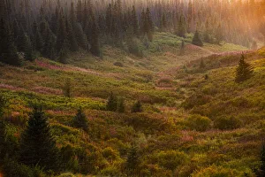 USA, North America, Alaska Prints: Homer, Alaska, autumn, valley, fireweed