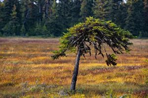 Prints of Homer, Alaska, USA, miniature, black spruce, autumn colored field Images Dated 2020 March: Homer, Alaska, USA, miniature, black spruce, autumn colored field
