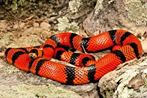 Vertebrate Prints: Honduran Milk Snake (Tangerine Phase), Lampropeltis triangulum hondurensis, Native