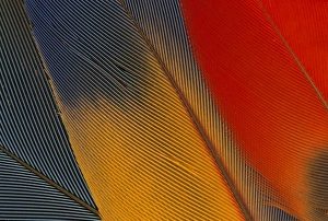Back Ground Prints: Honduras. Endangered scarlet macaw feathers, or ara macao