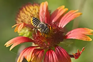 Gathering Prints: Honey Bee (Apis sp. ) gathering nector from Firewheel flower in the Falcon State Park