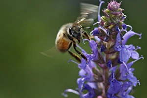 Pollination Prints: Honey bee collecting nectar, Apis mellifera, Kentucky