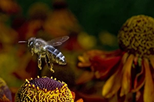 Andres Morya Prints: Honey Bee flying over flowers (Apis mellifera)