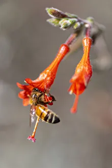 Pollen Prints: Honey bee gathering pollen inside a bell shaped flower