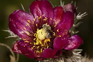 Prickly Pear Prints: Honey Bee Pollinating Cactus Flower (Prickly Pear) Apis mellifera / Opuntia