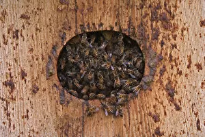 Honey Bees with hive in bird house, Apis mellifera