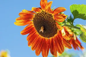 Sunflower Prints: Honeybee lands on a huge sunflower