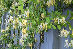 South Carolina Prints: Honeysuckle, Murrells Inlet, South Carolina, USA