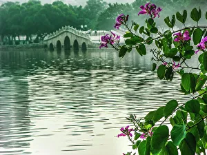 Phalaenopsis Prints: Hong Kong orchid tree in Chinese garden, Huizhou West Lake, Guangdong Province, China
