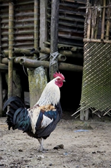 Hong Village near Ziro, Arunachal Pradesh State, northeast India, a domestic rooster