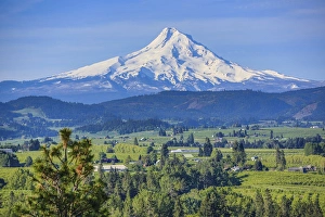 Foothill Prints: Hood River, Oregon. Snow capped Mount Hood dominates over the green valley, farms